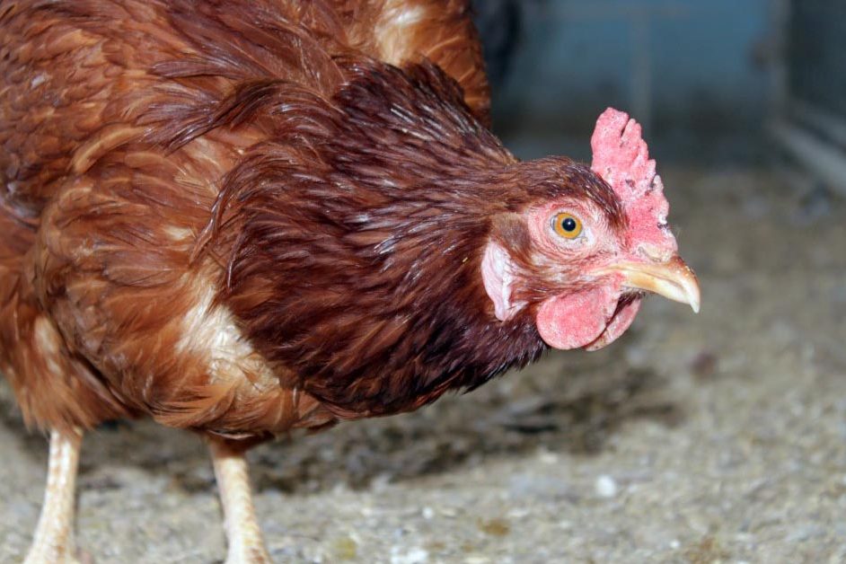 Does your chicken have one of these diseases? Organic Chicken Feed