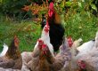 Types of Chicken Breeds