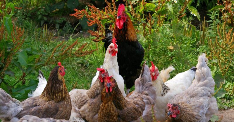 types_of_chicken_breeds Types of Chicken Breeds