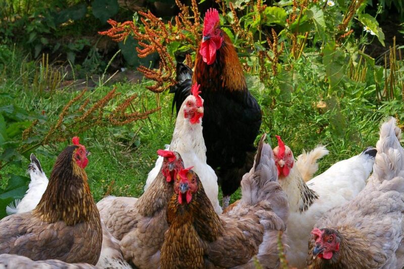 Types of Chicken Breeds