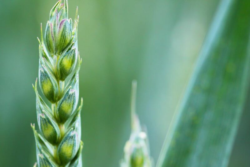 What Qualifies as Organic