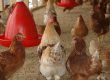 What to Feed Your Flock