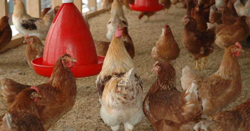 what_to_feed_your_flock What to Feed Your Flock