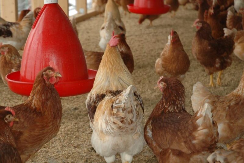 What to Feed Your Flock