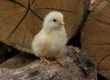 What Your Baby Chicks Need