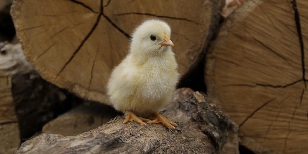 what_your_baby_chicks_need What Your Baby Chicks Need