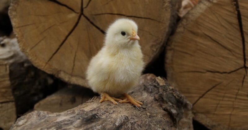 What Your Baby Chicks Need