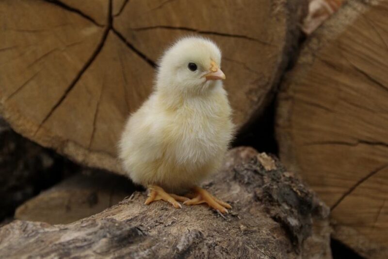 What Your Baby Chicks Need