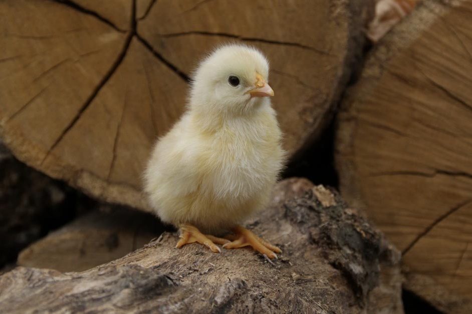 Everything you need to know about Rasing Chickens 101.