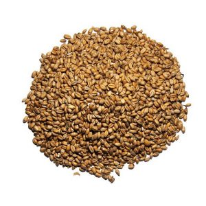 Whole Wheat Chicken Feed